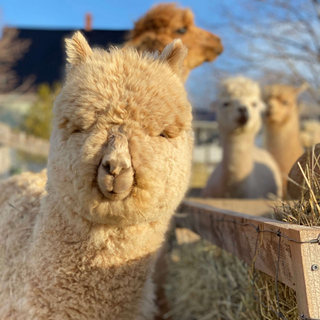 Ari the alpaca at the feeder