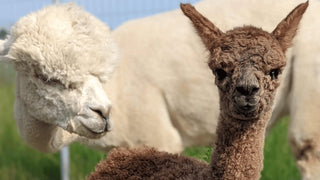 Alpaca Farming for Fibre Production: What 16 Years Actually Taught Me - Green Gable Alpacas