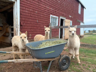 Alpaca Shearing Season: From Fleece to Yarn at Green Gable Alpacas - Green Gable Alpacas