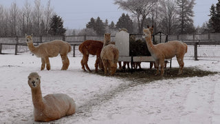 Is She... or Isn't She? - Green Gable Alpacas