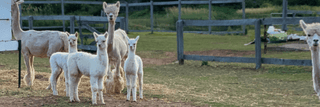 Living Where I Live - Green Gable Alpacas