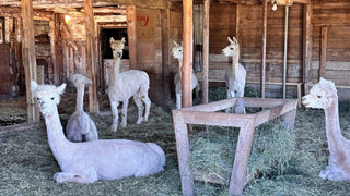 Respect, Not Rules: Why Our Farm Experience Might Surprise You - Green Gable Alpacas