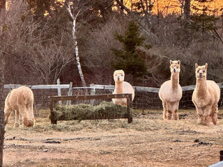 Roller Is Expecting: A New Chapter at Green Gable Alpacas - Green Gable Alpacas