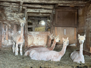Somedays I Wonder If I'm Cut Out To Be a Farmer - Green Gable Alpacas