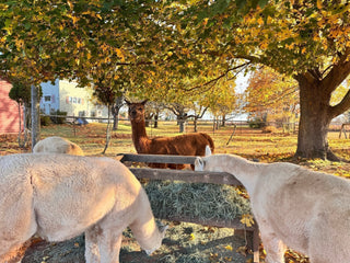 They’re Just Not That Into You (And Why That’s Actually Perfect) - Green Gable Alpacas