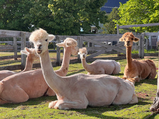 When It Goes Wrong: The Hardest Part of Farming - Green Gable Alpacas