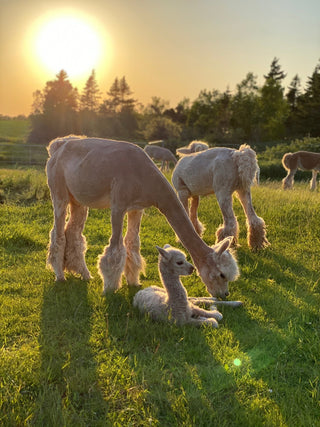 Alpaca Afternoons - Green Gable Alpacas