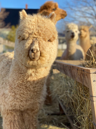 Be an Alpaca Farmer - Green Gable Alpacas